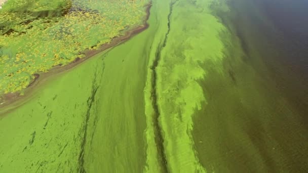 Flying Green River Top View River Covered Green Algae Lonely — Vídeo de Stock