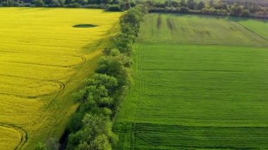 Sarı çiçekli kolza tohumu tarlası üzerinde alçak kuadkopter uçuşu. Yeşil alan. Yeşil yapraklı ağaçlar.