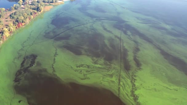 Survoler Rivière Verte Vue Dessus Rivière Couverte Algues Vertes Pêcheurs — Video