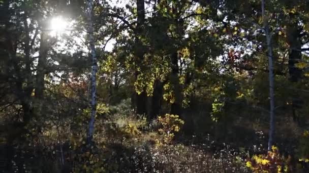 Batan Güneş Ormandaki Bir Açıklığı Aydınlatıyor Bir Sürü Ağaç Güneş — Stok video