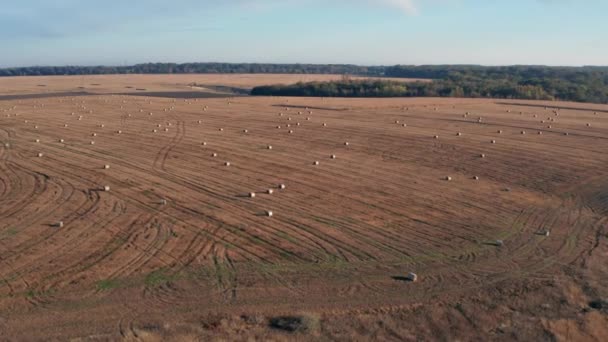 Mooie Ochtendvlucht Hooibergen Het Veld Bedekt Met Hooi — Stockvideo