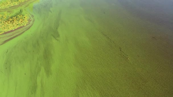 緑の川を飛んでいる 緑藻に覆われた川の上からの眺め 緑の川の孤独な漁師 — ストック動画