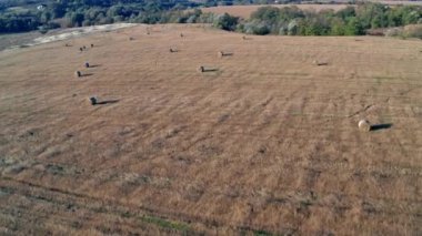 Samanlıkların üzerinde güzel bir sabah uçuşu. Tarla samanla kaplı..
