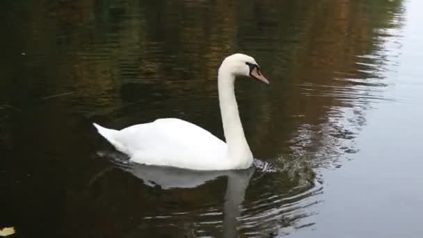 Cisne Blanco Nada Lago Río Lago Está Cubierto Hojas Otoño — Vídeo de stock