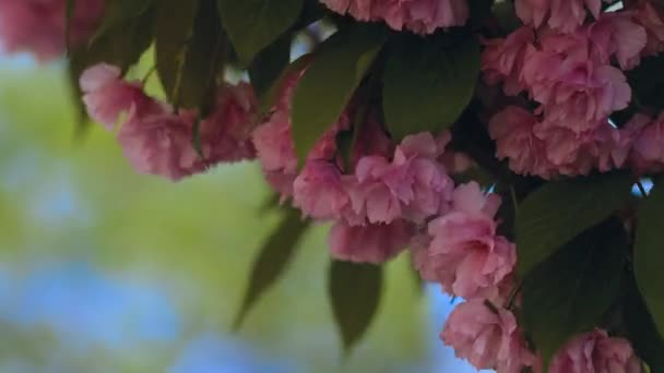 Beautiful Flowering Japanese Sakura Beautiful Pink Red Flowers Sway Wind — Wideo stockowe
