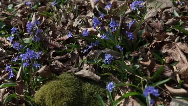 Beautiful Purple Blue Scillas Beautiful Meadow Spring Primroses Dry Fallen — ストック動画