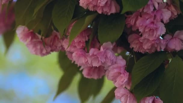 Nádherná Japonská Sakura Krásné Růžové Červené Květy Houpají Větru Zelené — Stock video