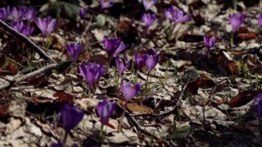 Beautiful purple and blue crocuses. Beautiful meadow with spring primroses. Bees fly between flowers. Dry fallen leaves.
