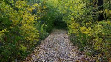 Walk in the autumn forest. Yellow, green leaves. Leaves fall on the forest path. Walk in the park. The path is strewn with leaves in the park.
