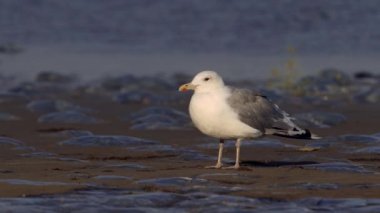 A beautiful sea gull stands on a sandy shore surrounded by jellyfish. Sea waves in the background. The sea wind is blowing.