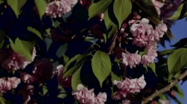 Güzel çiçek açan Japon sakurası. Güzel pembe, kırmızı çiçekler rüzgarda sallanıyor. Rüzgarda sallanan yeşil yapraklar.