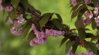 Güzel çiçek açan Japon sakurası. Güzel pembe, kırmızı çiçekler rüzgarda sallanıyor. Rüzgarda sallanan yeşil yapraklar.