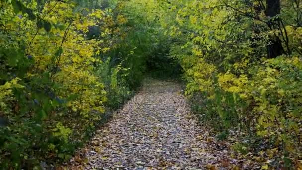 Walk Autumn Forest Yellow Green Leaves Leaves Fall Forest Path — стоковое видео