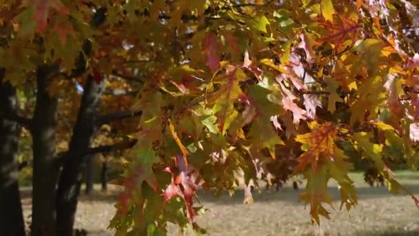 Beautiful Autumn Yellow Orange Red Green Leaves Sway Wind Yellow — Stockvideo