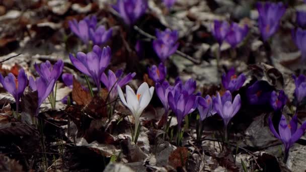Beautiful Purple Blue Crocuses Beautiful Meadow Spring Primroses Bees Fly — ストック動画