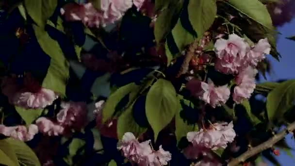Nádherná Japonská Sakura Krásné Růžové Červené Květy Houpají Větru Zelené — Stock video