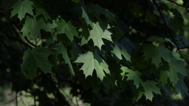 Acero Verde Lascia Ondeggiare Nel Vento Bellissimi Raggi Sole Illuminano — Video Stock