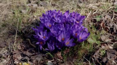 Beautiful purple and blue crocuses. Beautiful meadow with spring primroses. Bees fly between flowers. Dry fallen leaves.