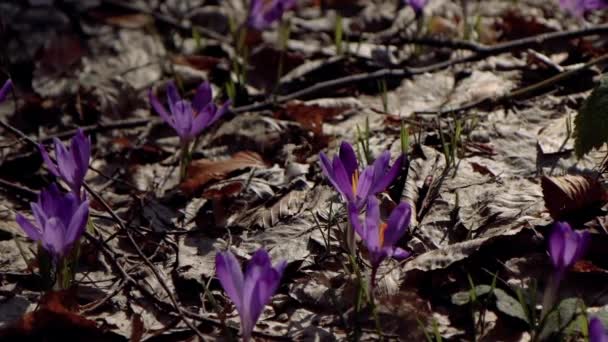 Beautiful Purple Blue Crocuses Beautiful Meadow Spring Primroses Bees Fly — Video