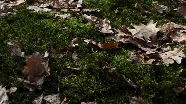 Όμορφα Πράσινα Βρύα Και Γκρίζα Φύλλα Στο Δάσος Φωτίζονται Από — Αρχείο Βίντεο