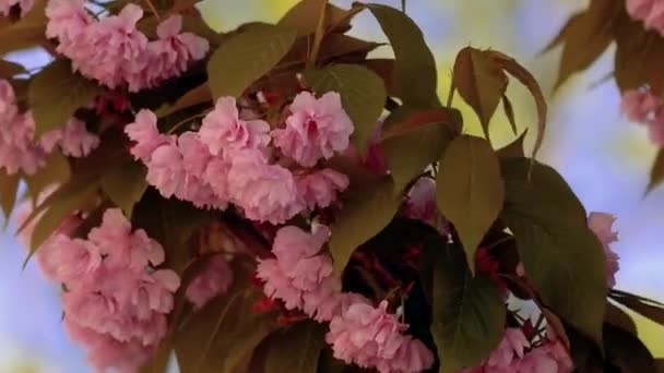美しい開花日本の桜 美しいピンク 赤い花が風に揺れる 風に揺れる緑の葉 — ストック動画