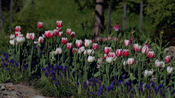 Floração Belas Tulipas Primavera Diferentes Tulipas Balançam Vento Flor Tulipas — Vídeo de Stock