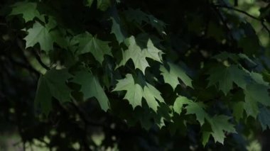 Yeşil akçaağaç yaprakları rüzgarda sallanıyor. Güzel güneş ışınları parktaki akçaağaç yapraklarını aydınlatıyor, ormanları..