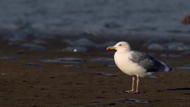 Beautiful Sea Gull Stands Sandy Shore Surrounded Jellyfish Sea Waves — Stockvideo