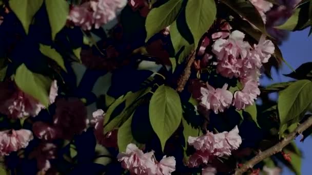 Güzel Çiçek Açan Japon Sakurası Güzel Pembe Kırmızı Çiçekler Rüzgarda — Stok video