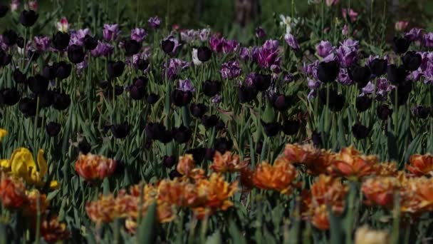Blühende Schöne Tulpen Frühling Verschiedene Tulpen Wiegen Sich Wind Lila — Stockvideo