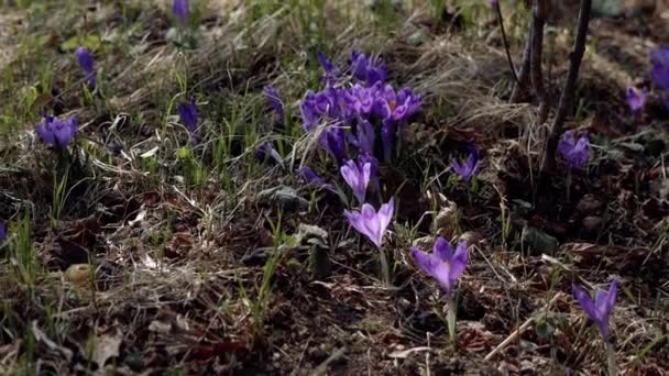 Beautiful Purple Blue Crocuses Beautiful Meadow Spring Primroses Bees Fly — стоковое видео