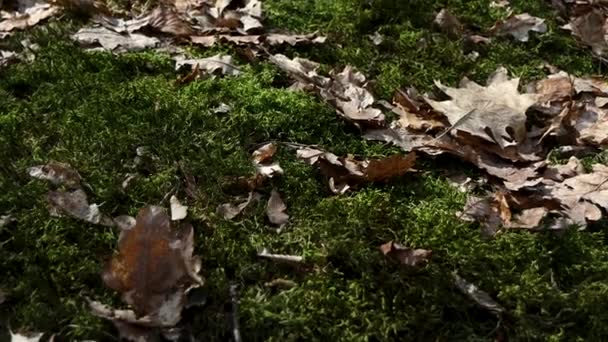 Όμορφα Πράσινα Βρύα Και Γκρίζα Φύλλα Στο Δάσος Φωτίζονται Από — Αρχείο Βίντεο