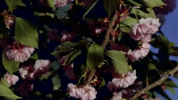 Beautiful Flowering Japanese Sakura Beautiful Pink Red Flowers Sway Wind — Wideo stockowe