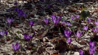 Beautiful purple and blue crocuses. Beautiful meadow with spring primroses. Bees fly between flowers. Dry fallen leaves.