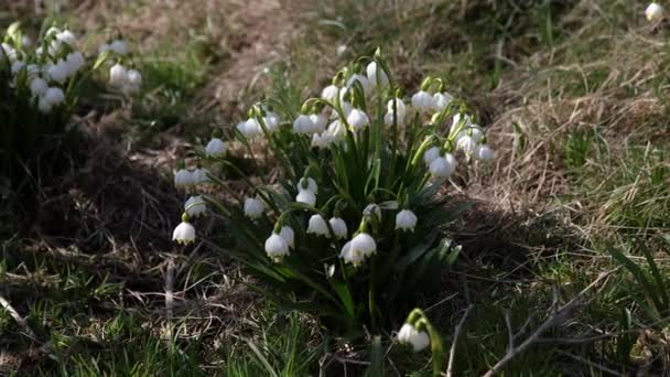 Beautiful White Snowdrops Sway Wind Beautiful Meadow Spring Primroses Spring — Video Stock