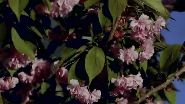 Nádherná Japonská Sakura Krásné Růžové Červené Květy Houpají Větru Zelené — Stock video