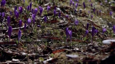 Beautiful purple and blue crocuses. Beautiful meadow with spring primroses. Bees fly between flowers. Dry fallen leaves.