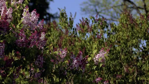 Bunga Lilac Musim Semi Bunga Lilac Dan Daun Hijau Bergoyang — Stok Video