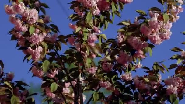 Beautiful Flowering Japanese Sakura Beautiful Pink Red Flowers Sway Wind — Vídeo de Stock