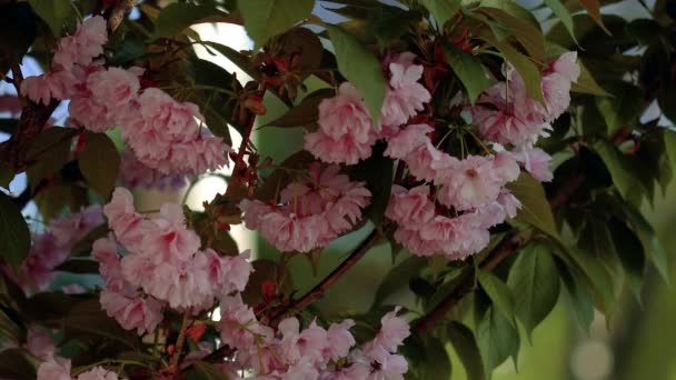 Όμορφη Ανθισμένη Γιαπωνέζικη Σακούρα Όμορφα Ροζ Κόκκινα Λουλούδια Λικνίζονται Στον — Αρχείο Βίντεο