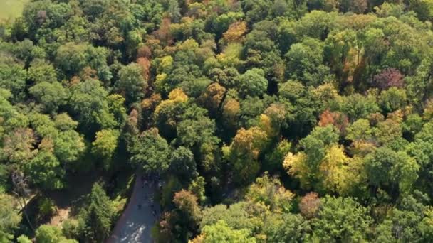 木々の上の美しい飛行 秋の森 木々の黄色 緑の葉 — ストック動画