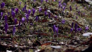 Beautiful purple and blue crocuses. Beautiful meadow with spring primroses. Bees fly between flowers. Dry fallen leaves.