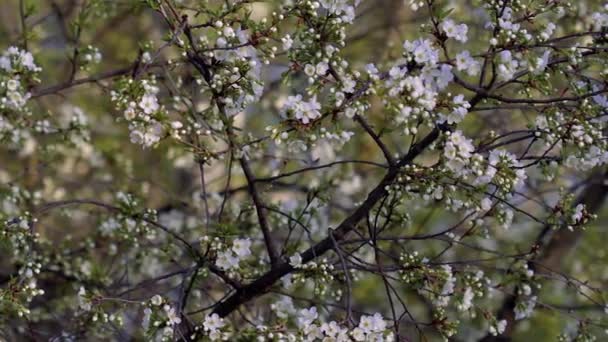 Прекрасный Цветок Вишни Цветы Белой Сакуры Освещенные Заходящим Солнцем Пришла — стоковое видео