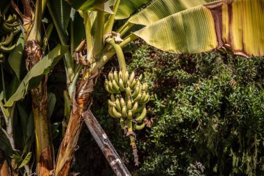 Ağaçta bir sürü yeşil muz yetişiyor..