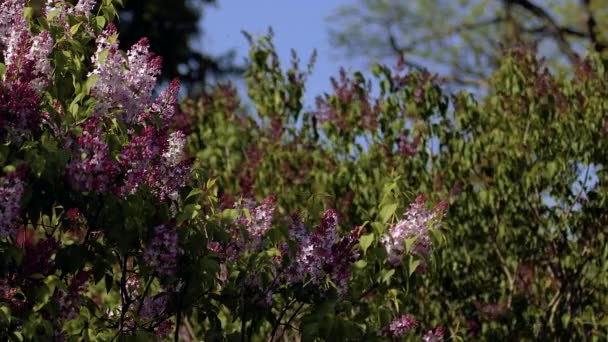Весною Цвіте Бузок Квіти Бузку Зелене Листя Ширяють Вітрі Промені — стокове відео
