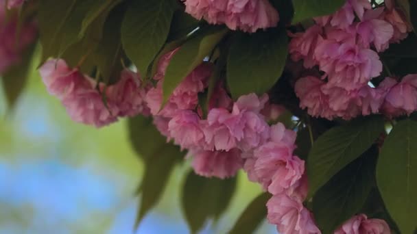 美しい開花日本の桜 美しいピンク 赤い花が風に揺れる 風に揺れる緑の葉 — ストック動画
