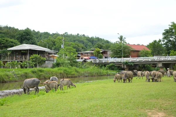 Búfalo Tailandés Manchado Cerca Del Río Con Fondo Montaña Animal — Foto de Stock