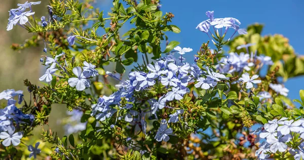 Kvetoucí Modrá Plumbago Auriculata Nebo Mys Olověná Slánka Rostlina Pozadí — Stock fotografie