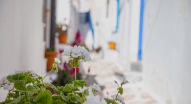 Beyaz çiçeklerle süslenmiş sardunya çiçeği taze yeşil bitki. Kythnos adası Cyclades 'in Yunanistan' daki daimi pelargonium 'u. Bulanık arkaplan alanı.