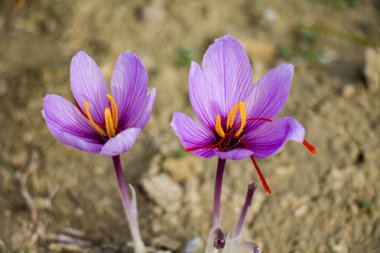Tarlada safran çiçekleri. Crocus sativus yerde çiçek açan mor bitki, yakın görüş. Hasat toplama sezonu